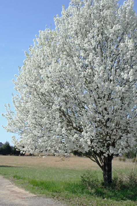 Types Of Gardens, Green Giant Arborvitae, White Flowering Trees, Spring Flowering Trees, Giant Arborvitae, Trees For Front Yard, Growing Trees, Early Spring Flowers, Small Front Yard