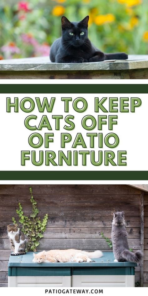 How to Keep Cats Off of Patio Furniture | Keep Cats Away From Deck | Cat Repellents for Yards | Get Cats Out of Your Yard #cats #backyard pests #cattraining #outdoorcats Get Rid Of Cats In Yard, Keeping Cats Out Of Yard, How To Keep Cats Off Outdoor Furniture, How To Keep Cats Out Of Yard, Diy Cat House Outdoor, Cat Deterrent Outdoor, Keep Cats Off Furniture, Cat Repellant Outdoor, Cat Repellent Spray