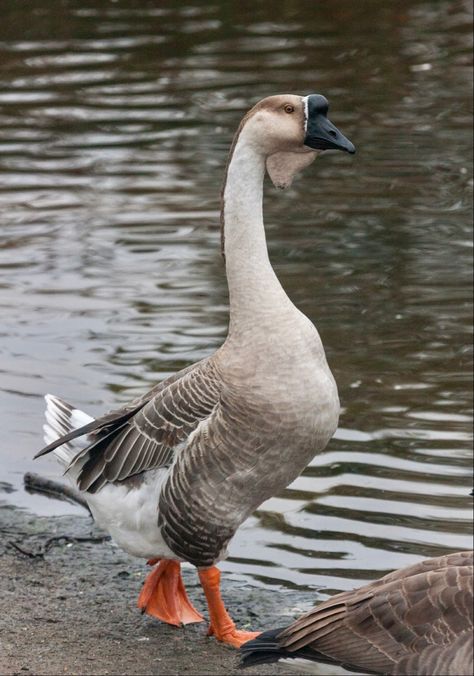 Anser anser domesticus: A domesticated goose descended from the wild swan goose. African Goose, Wild Goose, Beautiful Life, Bird Feathers, Life Is Beautiful, The Wild, Vision Board, Birds, Google Search