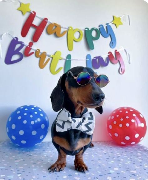 Dog Birthday Wishes, Happy Birthday Dachshund, Happy Birthday Animals, Wirehaired Dachshund, Birthday Ecard, Birthday Wishes For Her, Dachshund Birthday, Birthday Gifs, Happy Birthday Ecard