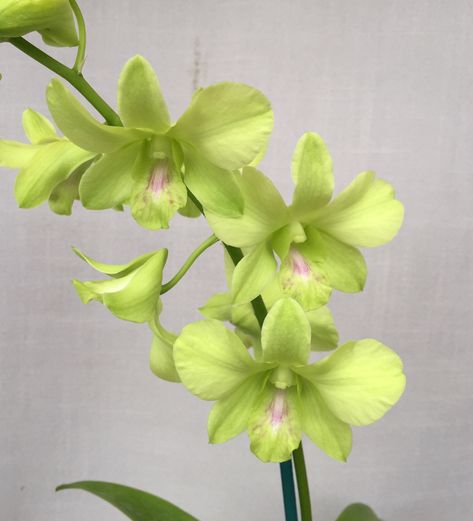 Dendrobium Orchid, Floral Design Classes, Flower Identification, Green Orchid, Dendrobium Orchids, Orchid Flower, Green Flowers, Creative Community, Cut Flowers