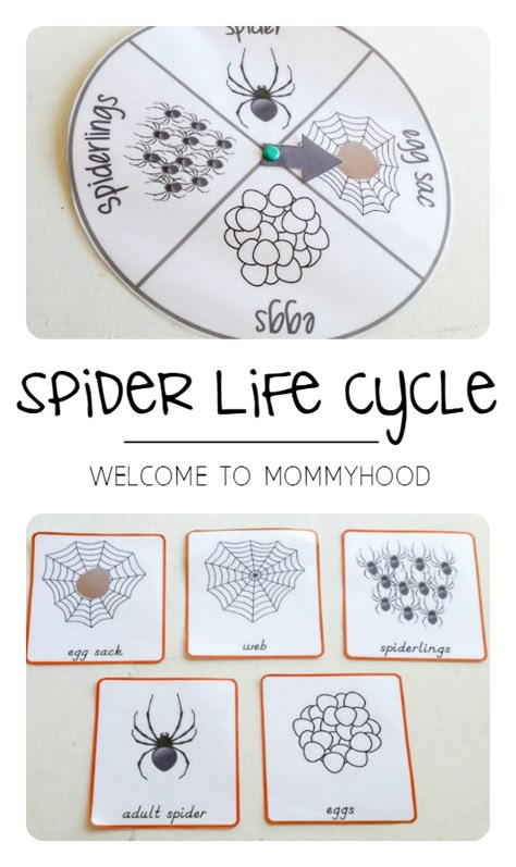 Halloween themed activities: spider life cycle printables by Welcome to Mommyhood #preschoolactivities, #halloweenactivities, #homeschool, #montessori Spider Life Cycle, Spider Lessons, Charlottes Web Activities, Spiders Preschool, Life Cycle Activities, The Very Busy Spider, Spider Activities, Web Activity, Spider Theme