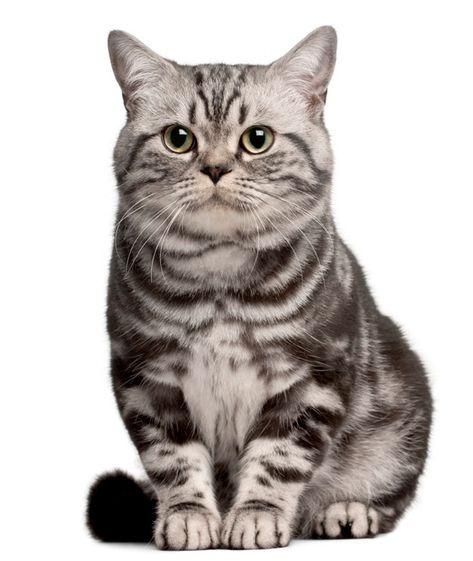 Cutest Cat Breeds, Most Popular Cat Breeds, Purebred Cats, American Shorthair Cat, Most Beautiful Cat, World Cat, Shorthair Cat, Cutest Cat, Exotic Shorthair