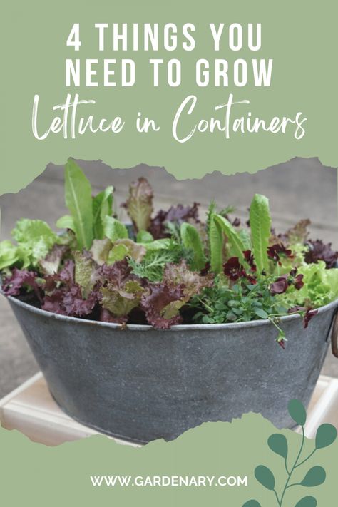 4 Things You Need to Grow Your Own Lettuce in Containers • Gardenary Potted Lettuce Plants, Easy Container Garden, Lettuce Planter Ideas, Salad Garden Container, Container Lettuce Gardening, Lettuce Garden Container, Lettuce Container Garden, Planting Lettuce In Containers, Lettuce In Pots