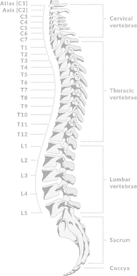 Picture of the spine Spinal Cord Diagram, Spinal Cord Drawing, Spine Pictures, Spine Anatomy, Spinal Column, Spine Tattoos For Women, Image Film, Spinal Cord, Spine Tattoos