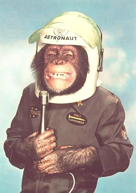 Funny pics~ vintage 1960s snap of monkey astronaut Space Monkey, Monkey See Monkey Do, Legendary Pictures, Monkey Pictures, Monkey Art, People Clothes, Monkeys Funny, Monkey Business, A Monkey