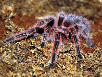 Chilean Rose Tarantula Tarantula Pet, Rose Tarantula, Pet Aesthetic, Pet Tarantula, Sea Spider, My Biggest Fear, Arachnids Spiders, Spider Species, Exotic Pet