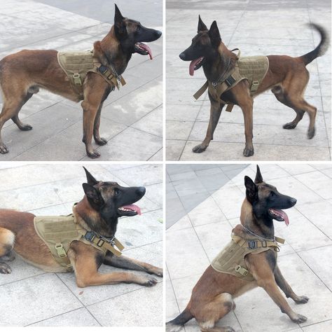 Tactical Police, Police Tactical, Tactical Harness, Large Dog Harness, Tactical Dog Harness, K9 Dogs, Police K9, Police Dog, Dog Vest Harness