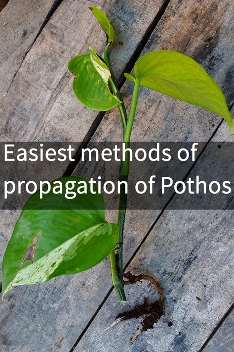 Pothos is a relatively easy to grow indoor plant. Everyone likes to plant it, and the reproduction is relatively fast and simple. However, I prefer to reproduce by layering, which has a high survival rate and good growth. Propagate Pothos, Indoor Plant, Indoor Plants, Plant Leaves, To Grow, Layering, Plants