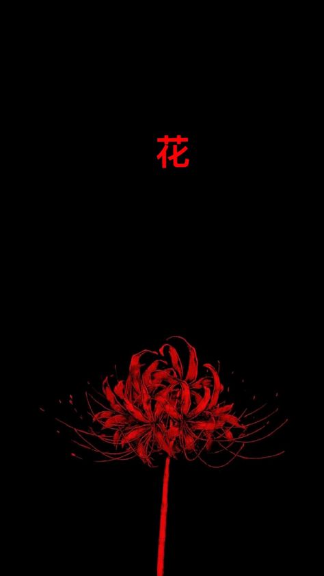 Spider Lilly Wallpapers 4k, Tokyo Ghoul Red Flower, Red Spider Lily Wallpaper Iphone, Lycoris Rouge, Red Wallpapers Aesthetic, Red Spider Lily Drawing, Red Spider Lily Aesthetic, Blue Spider Lily Wallpaper, Spider Lily Aesthetic