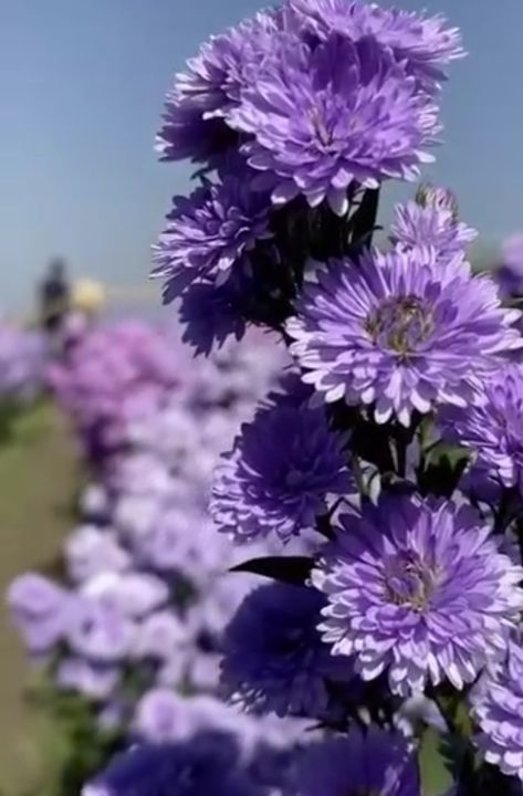 Chrysanthemum Morifolium, Pretty Flowers Pictures, Drinking Games For Parties, Chrysanthemum Flower, Drinking Games, Future Ideas, Flower Pictures, Chrysanthemum, Pretty Flowers