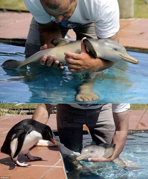 Baby Dolphin, Baby Dolphins, Parental Guidance, Water Life, Baby Penguins, Pretty Animals, Amazing Photos, Cute Creatures, Sweet Animals