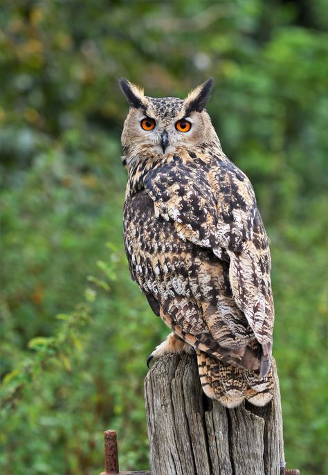 Eurasian Eagle Owl, Owl Species, Birds For Sale, Awesome Owls, Fall Owl, Owl Photography, Owl Artwork, Owl Images, Eagle Owl