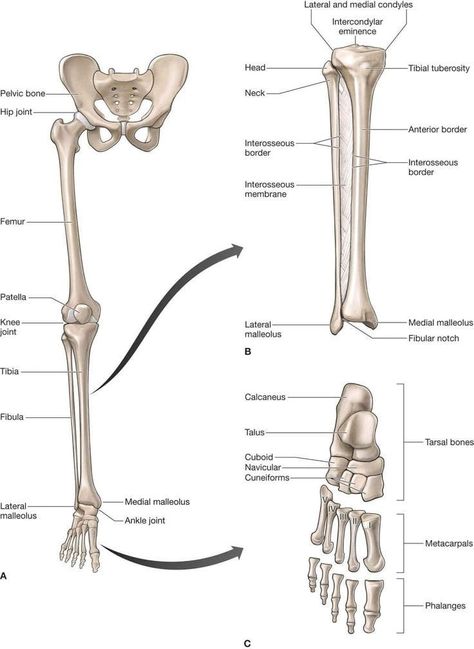 Bone Study, Ankle Anatomy, Body Muscle Anatomy, Anatomy Skeleton, Human Skeleton Anatomy, Arm Bones, Anatomy Bones, Plant Styling, Gross Anatomy