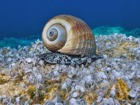 Tonna galea, commonly known as the giant tun, is a species of marine gastropod mollusc in the family Tonnidae (also known as the tun shells). This very large sea snail or tun snail is found in the North Atlantic Ocean as far as the coast of West Africa, in the Mediterranean Sea and the Caribbean Sea. The species was first described by Carl Linnaeus in 1758. (Source: Wikipedia, '', http://en.wikipedia.org/wiki/Tonna_galea, CC BY-SA 3.0 . Photo: (c) Stergios Vasilis, some rights reserved (CC BY-NC Carl Linnaeus, North Atlantic Ocean, Photo C, Sea Snail, Snail Shell, Caribbean Sea, Mediterranean Sea, Atlantic Ocean, West Africa