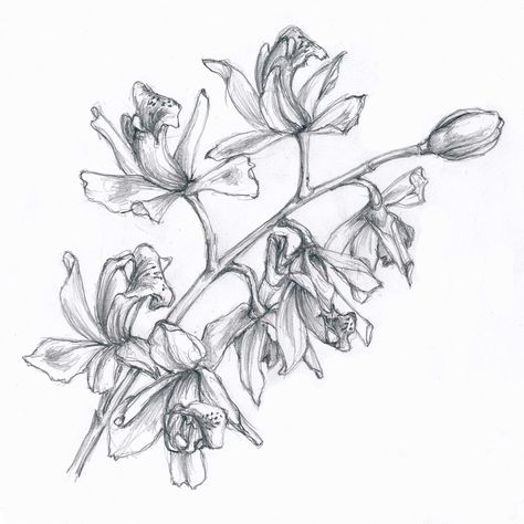 Cymbidium Orchids Tattoo, Orchid Pencil Drawing, Orchid Drawing, Cymbidium Orchid, Orchid Tattoo, Cymbidium Orchids, Botanical Drawings, Pen Drawing, Pencil Drawing