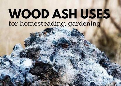 What can wood ash be used for? Don't dump your ashes after a fire because there are several uses for wood ash. You can reuse wood ash for your garden and even for cleaning your home. Here are several wood stove ash uses for your homestead.One about 1 to 2 percent of American households use wood as a primary heat source, but that amounts to over 2 million households.Even if you don't use wood for your primary heat source, many families supplement with wood or burn in their backyards.… How To Store Tomatoes, Skunk Smell, Ant Hill, Mouse Hole, Yard Maintenance, Pet Smell, Wood Ash, Dawn Dish Soap, Organic Remedy