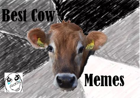 best cow memes 2 Cow Memes Hilarious, Show Steers, Memes Hilarious, The Subject, So Funny, Goats, Dairy, Cow, Funny Memes