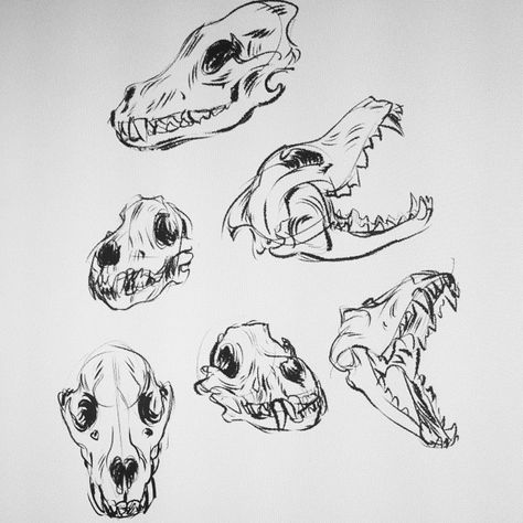 Been home sick the past few days, so drawing wolf skulls to keep me sane Animal Skull Drawing, Canine Skull, Skull Drawing Sketches, Drawing Wolf, Dog Skull, Skull Reference, Walpapers Cute, Skull Sketch, Wolf Skull