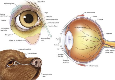 Eye Diagram, Vet Tech School, Veterinary Tech, Vet Tech Student, Vet Technician, Eye Anatomy, Veterinary Assistant, Vet Medicine, Dog Anatomy