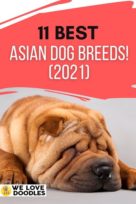 This guide will help you find compatible Asian dog breeds that could live with you. Before anything, here’s some brief information for you. For many centuries, parts of Asia were isolated from the rest of the world. This isolation is a big factor in Asia’s development of their own unique dog breeds Asian Dogs, Unique Dog Breeds, Beautiful Dog Breeds, Love Doodles, Pet Advice, Dog Tips, Animal Antics, Beautiful Dog, Cute Dogs And Puppies