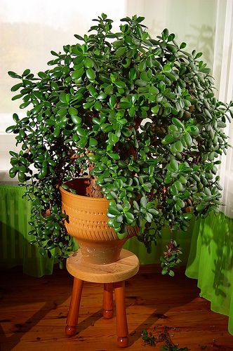 Money Tree Plant Care, Easy Houseplants, Jade Plant Care, Money Tree Plant, Large Indoor Plants, Plant Benefits, Jade Plant, Plant Care Houseplant, Money Plant