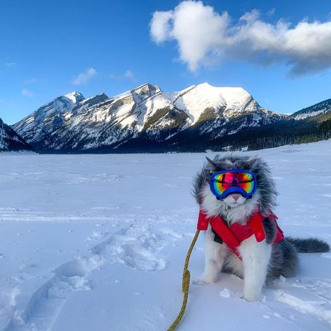 Gary The Cat on Instagram: “Weekends are for adventuring. Where will you get to? . . . . #greatgramsofgary #catsofinstagram #cats_of_instagram #mountain #winter #snow…” Cats 2019, Mountain Winter, Ski Instructor, Kitty Images, Snow Goggles, Great Cat, A Massage, Improve Blood Circulation, Cute Cats And Kittens