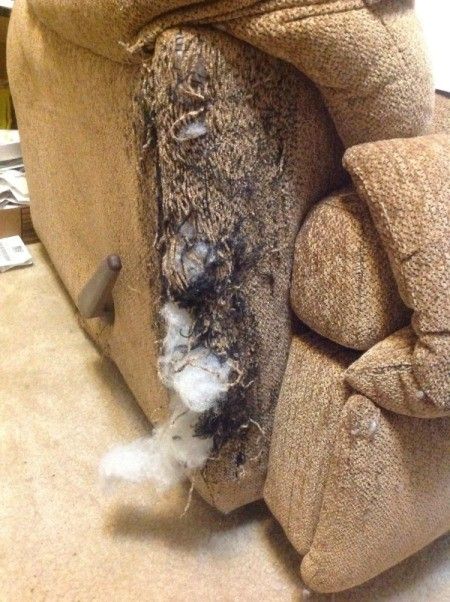 Repairing Recliner Upholstery That Was Destroyed By a Cat | ThriftyFun Cat Scratching Furniture, Cat Repellant, Cat Claws, Scratching Post, Cat Scratching, Chair Covers, Craft Stores, A Cat, Recliner