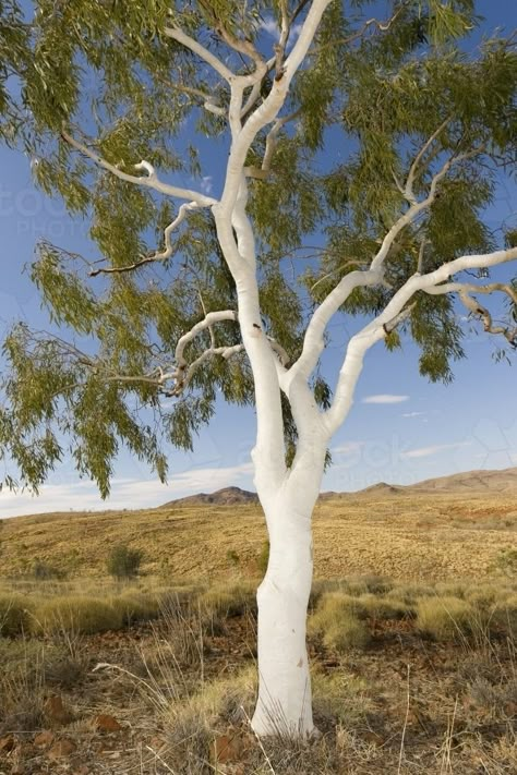 White Trees, Snow Gum Tree, Gum Tree, Trees From Below, Gum Trees, Native Australian Trees, Ghost Gum Tree, Trees With White Bark, Gum Tree Bark