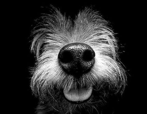 Animal Noses, Dog Nose, Airedale Terrier, Appaloosa, Quarter Horse, Dog Photography, White Photo, Dog Portraits, Dog Photos