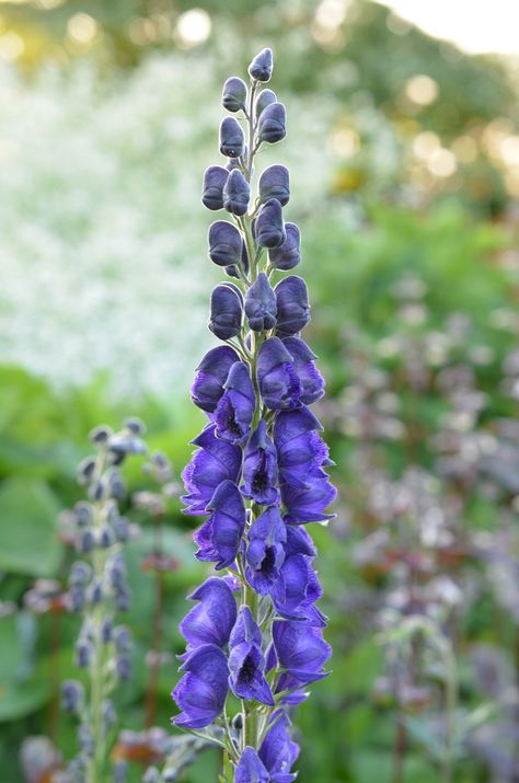 Aconite. Deadly poisonous but beautiful. Deadly Plants Aesthetic, Aconite Aesthetic, Aconite Tattoo, Aconite Flower, Deadly Flowers, Dangerous Plants, Realistic Wallpaper, Deadly Plants, Flower Dictionary