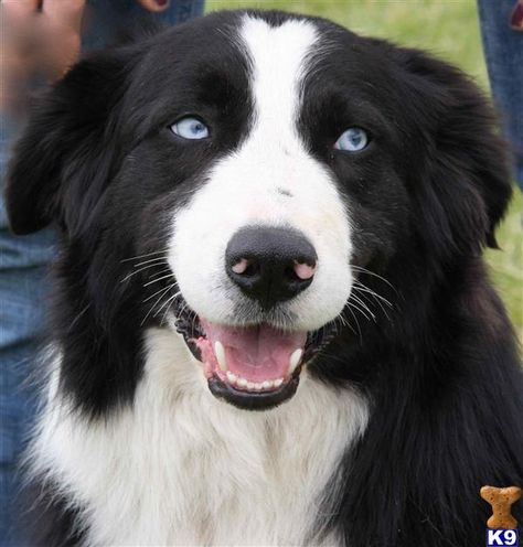 Blue Eyed Black Bi Border Collie With Blue Eyes, Border Collie Blue Eyes, Black Border Collie, White Border Collie, Border Collie Mix, Australian Shepherd Dogs, Lovely Animals, Herding Dogs, Australian Shepherds