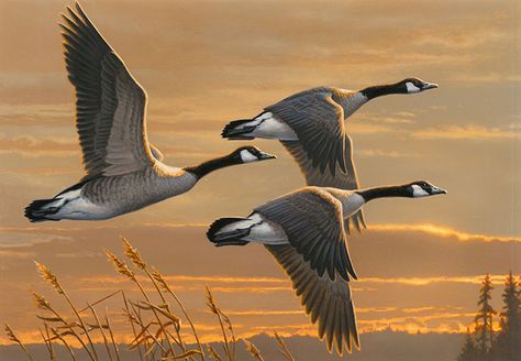 Waterfowl Art, Geese Flying, Duck Stamp, Canadian Goose, Migratory Birds, Bird Hunting, Flying Geese, Art Contest, Backyard Birds