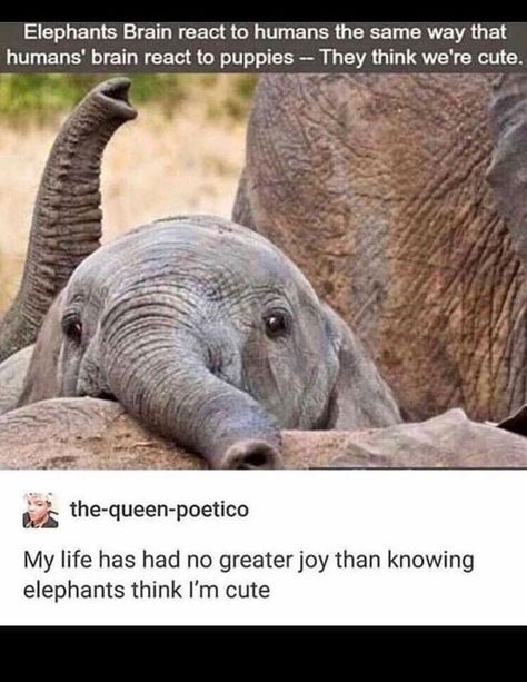 18 Animal Memes That Are 100% Funny - I Can Has Cheezburger? Elephant Brain, Baby Elefant, Elephant Love, Cute Elephant, An Elephant, Funny Animal Memes, Funny Animal Pictures, Baby Elephant, Animal Memes