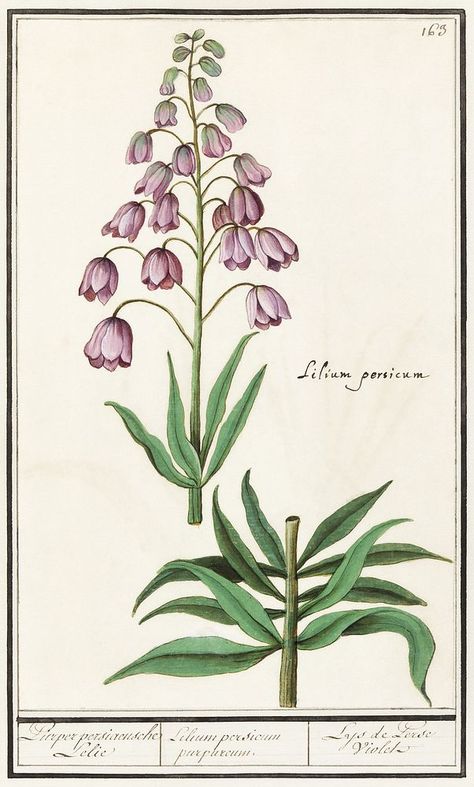 Persian lily, Fritillaria persica (1596–1610) by Anselmus Boëtius de Boodt. Original from the Rijksmuseum. Digitally enhanced by rawpixel. | free image by rawpixel.com / Rijksmuseum (Source) Persian Lily, Fritillaria Persica, Martagon Lily, Red Lily, Everyday Art, Silk Plants, Vintage Botanical Prints, Purple Iris, Language Of Flowers