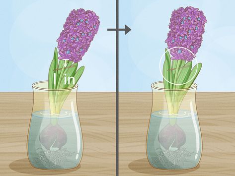 3 Ways to Prevent Hyacinth Flowers from Flopping - wikiHow Hyacinth Flower Arrangement, Hyacinth Arrangement, Hyacinth Flower, White Hyacinth, Hyacinth Flowers, Patio Pots, Garden Bulbs, Garden Store, Replant