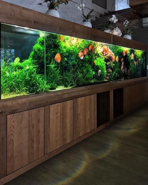 Home Aquarium Ideas, Aquarium Home Decor, Best Aquarium Filter, Aquarium Home, Biotope Aquarium, Discus Aquarium, Fish Aquarium Decorations, Custom Aquarium, Aquarium Set