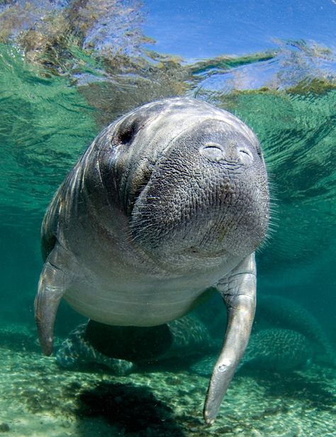 Swimming With Manatees, Crystal River Florida, Sea Cow, Water Creatures, Crystal River, Water Animals, Underwater Creatures, Incredible Creatures, Underwater Life