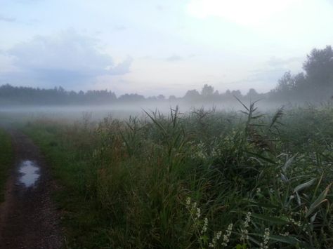 Rainy Meadow, Unsettling Images, Phone Photo, The Meadows, My Dog, Nature Pictures, Mother Nature, Beautiful Nature, Poland