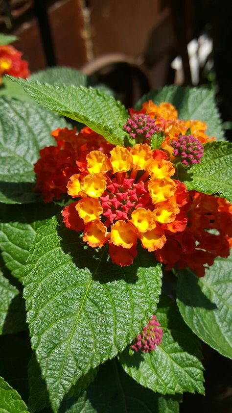 Texas Lantana, New Gold Lantana, West Indian Lantana, Miss Huff Hardy Lantana, Lantana Camara Flower, Flower References, Nice Flowers, Dark Red Roses, Garden Magic