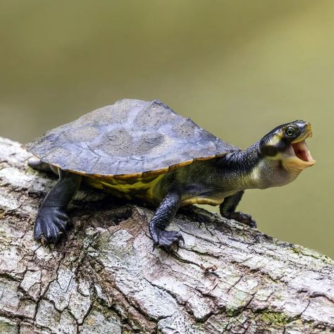 The snake-necked turtles, is a large and diverse genus of long-necked chelid turtles with a complicated nomenclatural history. #SnakeNeckedTurtles #Reptles #Animals #Wildlife Source: David Clode/Wikipedia Turtles, History, Animals, Quick Saves