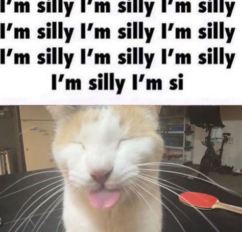 Silly Milly Cat, Scrungly Cats, Arlo Core, Silly Milly, Goofy Cats, Angel Core, Söt Katt, Reaction Images, Silly Cats Pictures