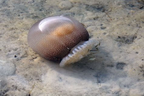 Cannonball Jellyfish, Marine Environment, Favorite Animals, Marine Life, Jellyfish, Sea Creatures, Floating, Fish, Animals