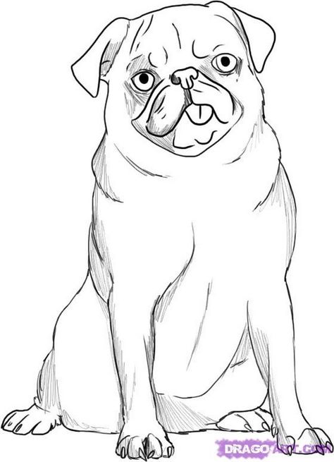 How to Draw Pug Dogs Pug Art Print, Bulldog Drawing, Paint Animals, Puppy Drawing, Pug Art, Dog Sketch, Bulldog Art, Dog Coloring Page, British Bulldog