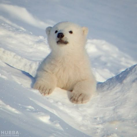 Polar Bear Cubs, Baby Polar Bears, The Den, Bear Cub, Bear Cubs, Silly Animals, Polar Bears, Instagram Repost, Beautiful Animals