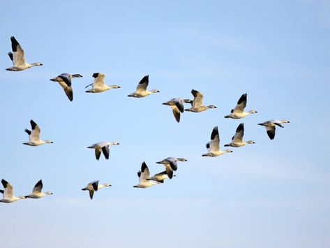 Geese Terrorize Pedestrians, Injures One At County Bus Lot: MCFRS | Patch Migration Preschool, Animals That Hibernate, Animal Lessons, Snow Goose, What Is A Bird, Bird Migration, Science Activities For Kids, Types Of Animals, Winter Painting