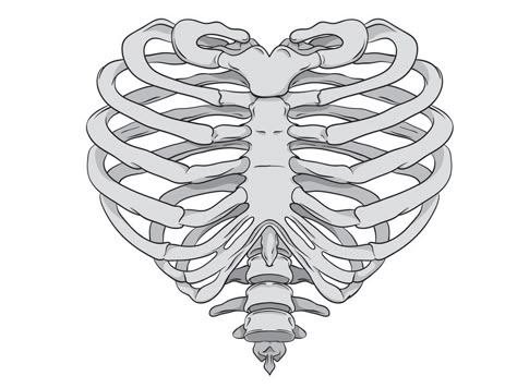 Skeleton Rib Cage Drawing, Rib Cage Drawing, Bones Illustration, Heart Outline Tattoo, Behance Illustration, Heart Skeleton, Lyric Drawings, Hand Anatomy, Ribcage Tattoo