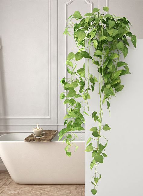 Floor Plant In Bathroom, Plant In Bathroom, Plants In Bathroom, Green And Pink Bathroom, Spa Bathrooms, Decoration With Plants, Bathroom Plant, Plant Vases, Stairs Bathroom