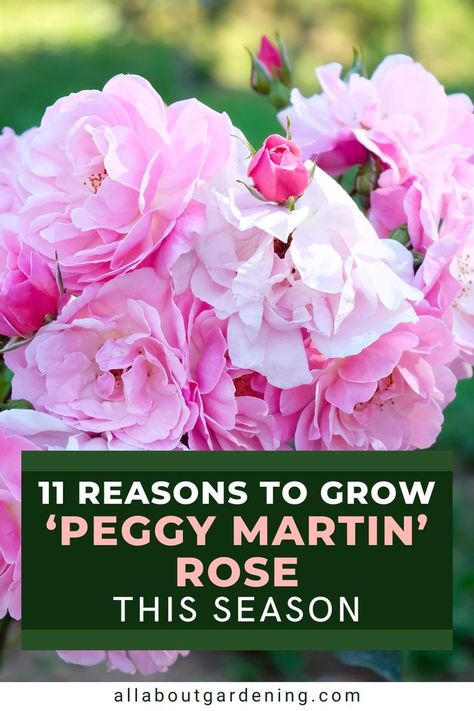 Are you thinking of adding a new rose to your garden this season, but aren't sure which variety to choose? Come here to find why we think ‘Peggy Martin’ Rose would be a wonderful choice! Peggy Martin Rose, Flower Planting Guide, Martin Rose, Drift Roses, Florida Plants, Heirloom Roses, Planting Roses, Vegetable Garden Design, Landscaping Tips