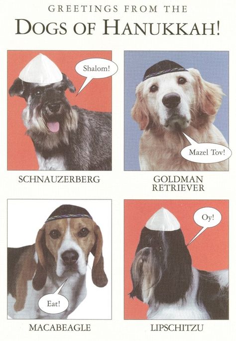 Dogs of Hanukkah!...omg Hanukkah Humor, Bark Mitzvah, Chanukah Crafts, Messianic Christian, Hannukah Crafts, Hanukkah Quote, Hanukkah Ideas, Chag Sameach, Biblical Feasts